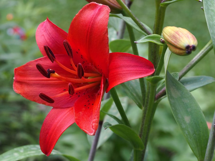 Лилия двурядная