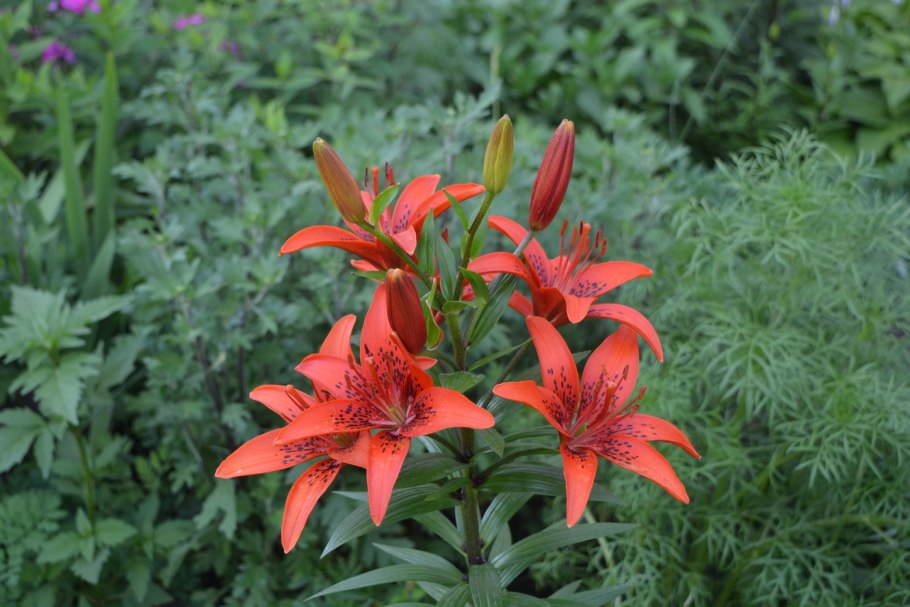 Лилия Лонгвуд (ла-гибрид)