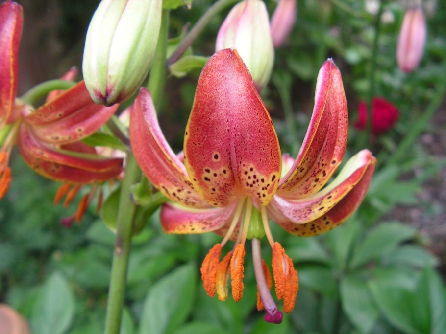 Лилия чалмовидная