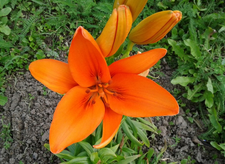 Лилия азиатская махровая оранжевая