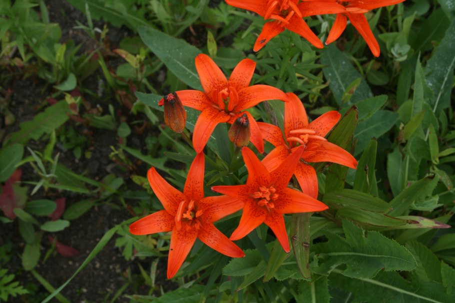 Lilium buschianum