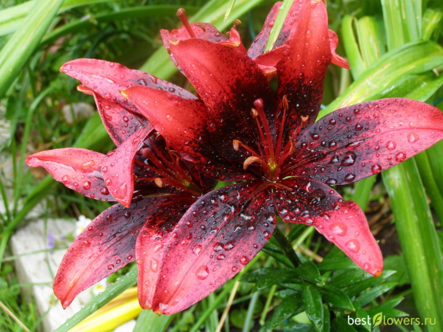 Лилия низкая