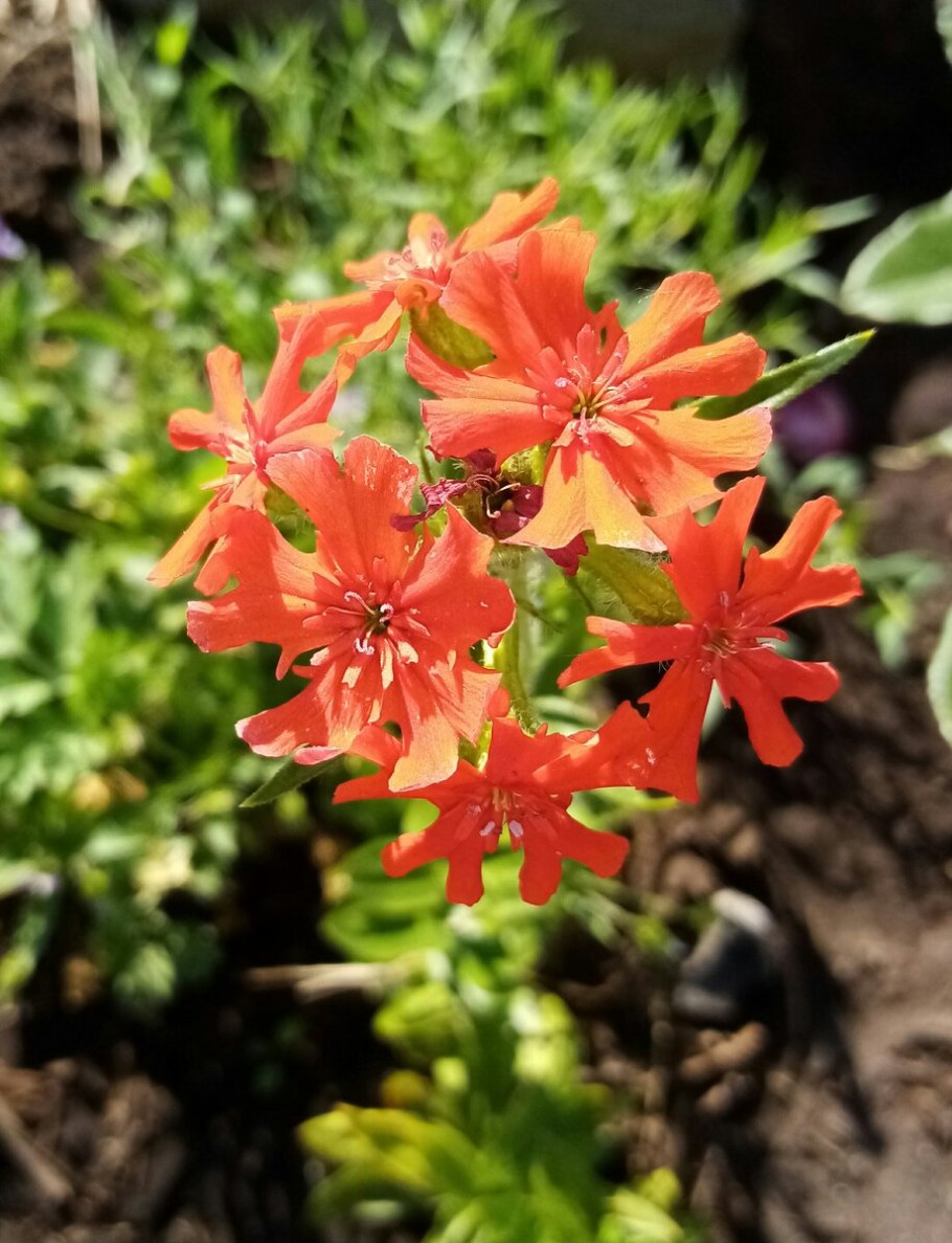 Лилии сорта Кандидум