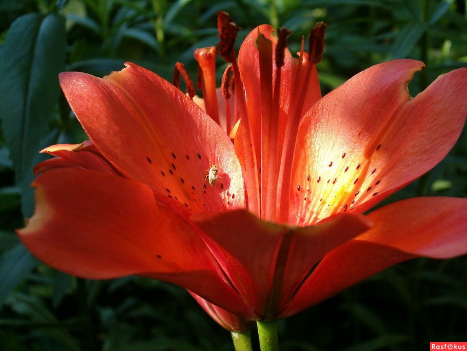 Лилия тигровая Пинк Тайгер