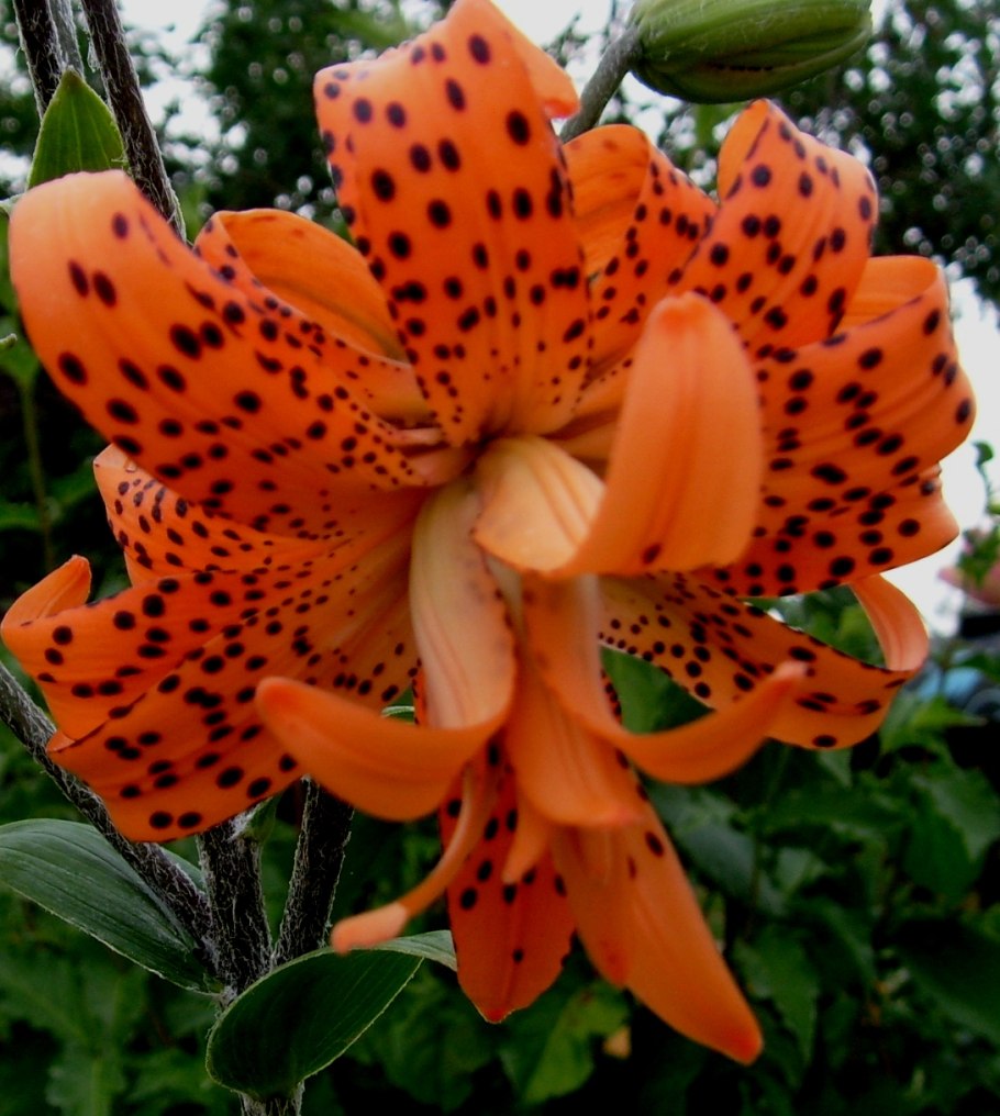 Лихнис Альпийский