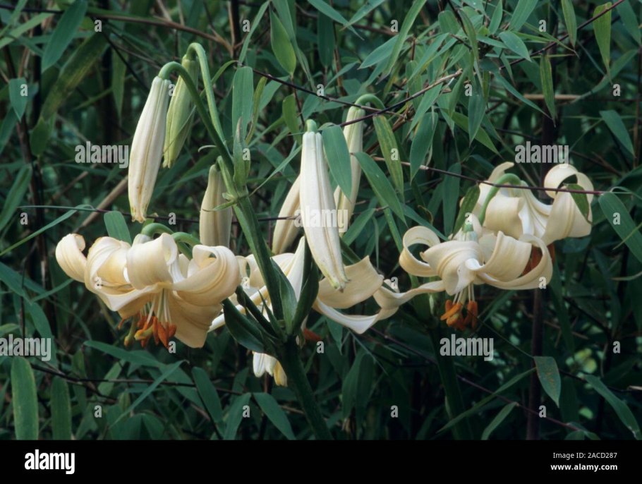 Лилия азиатская найтрайдер
