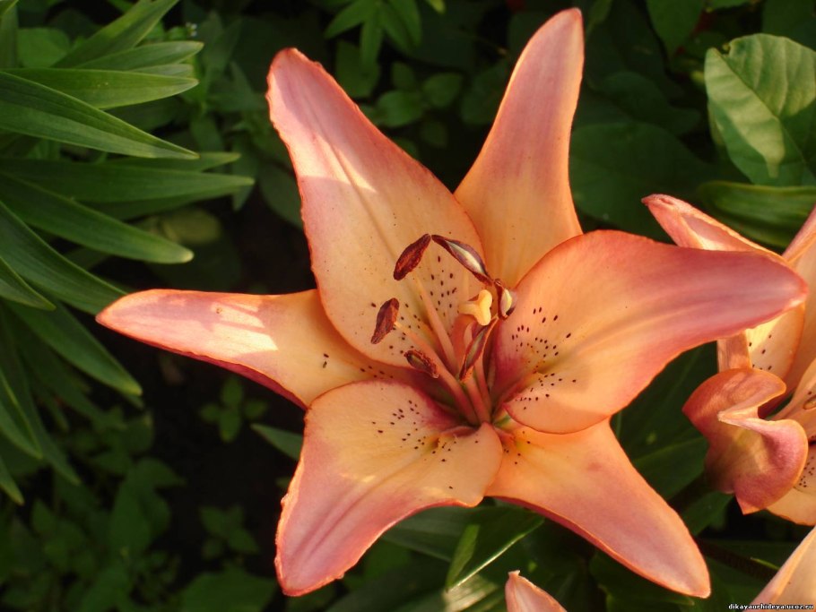 Лилии блейзинг Дварф карликовая