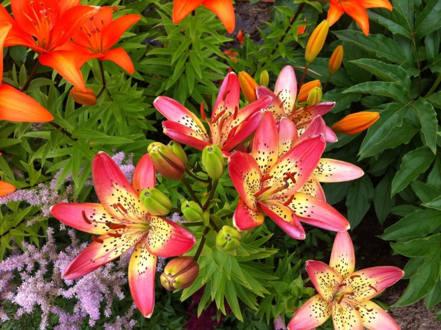 Лилия мозолистая