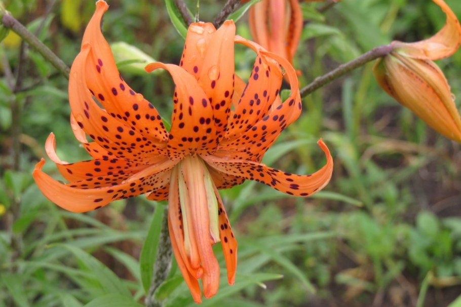 Лилия цветок садовый