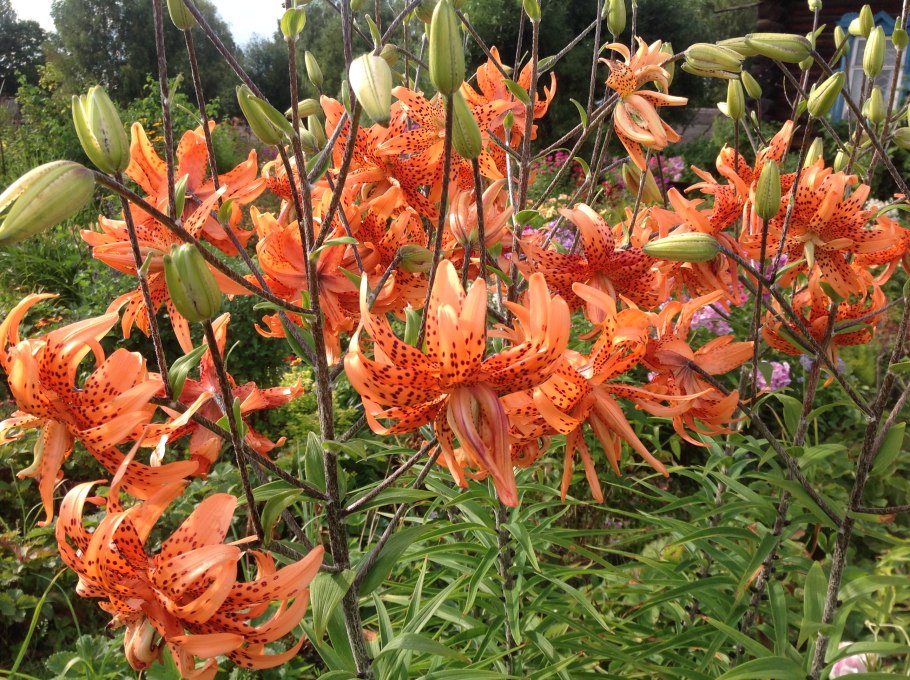 Лилия азиатская куст