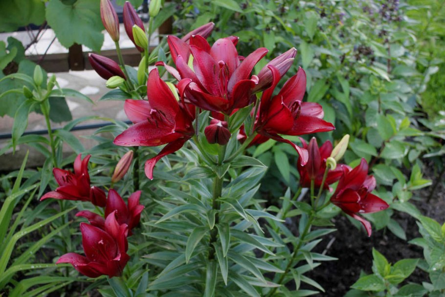 Lilium chalcedonicum