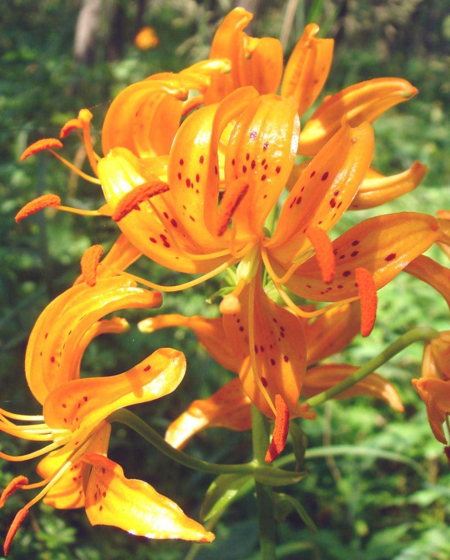 Лилейные Молдавии