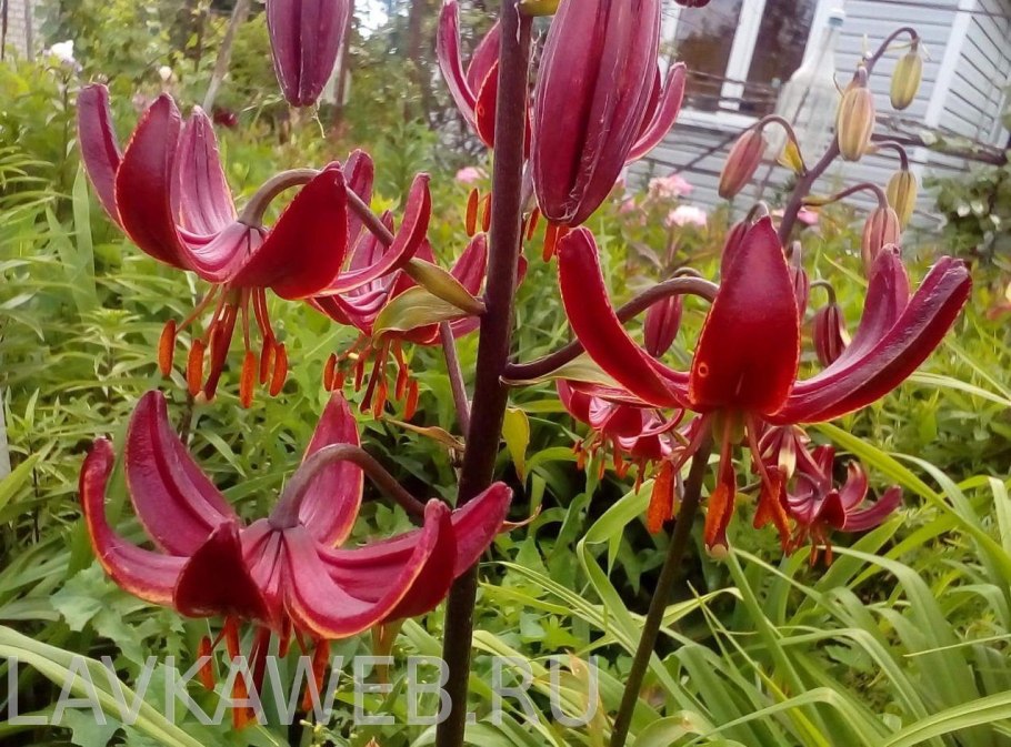 Мартагон claude shride