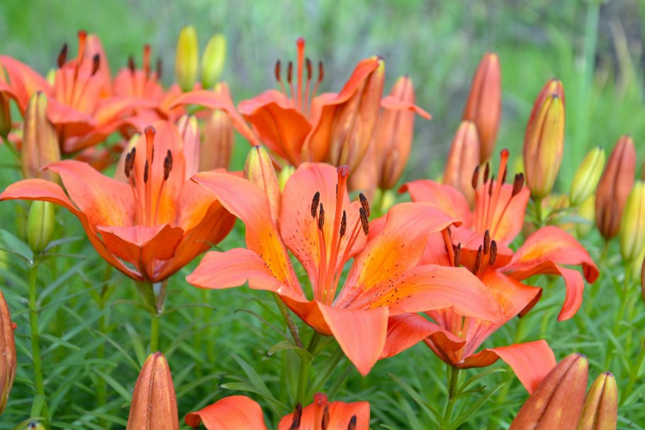 Лилия пенсильванская даурская lilium pensylvanicum