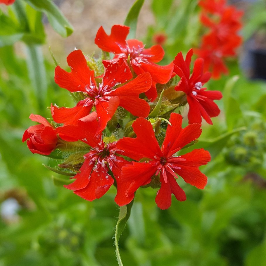 Лилия бледножёлтая тигровая