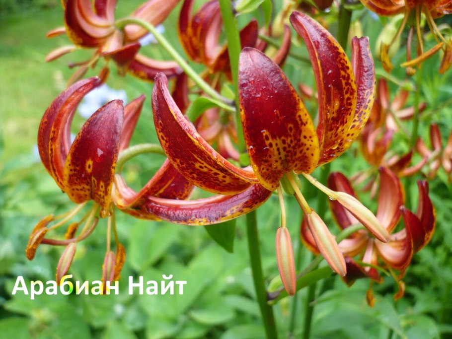 Лилия тигровая Спленденс