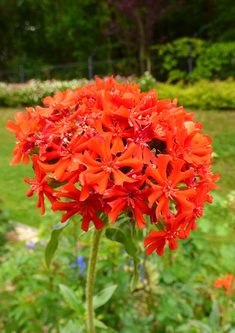 Лилия ред Флауэр