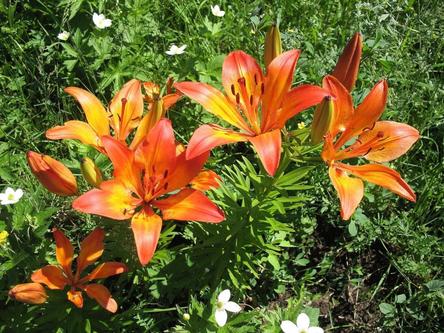 Лилия садовая многолетняя