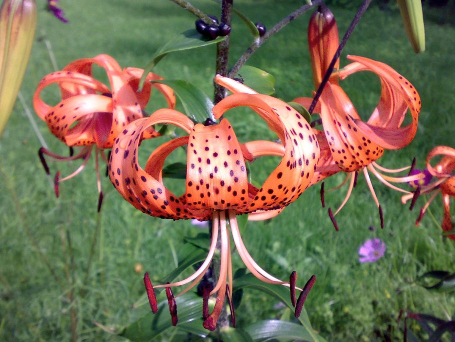 Лилия Манитоба морнинг