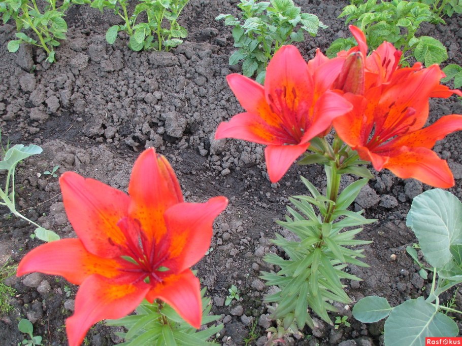 Мартагон Peppard Gold