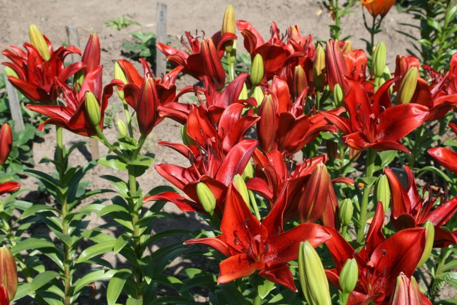 Лилия карликовая саранка