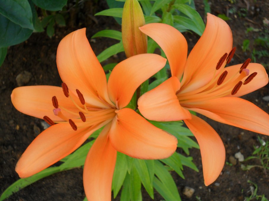 Лилии на грядке