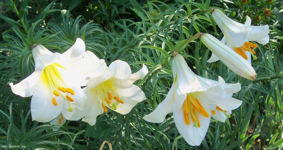 Лилия пенсильванская Даурская Lilium pensylvanicum