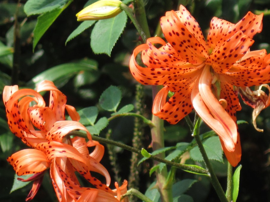 Лилия Даурская