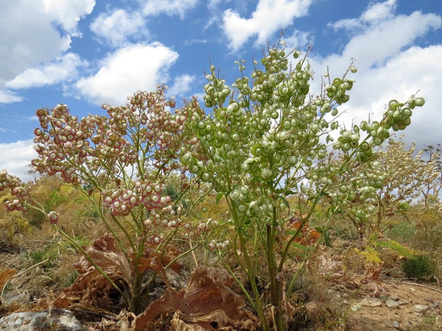 Megacarpaea shugnanica