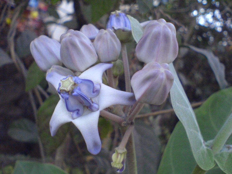 Calotropis gigantea (Madar)