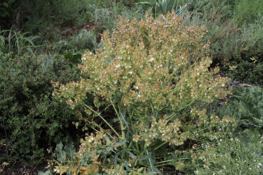 Megacarpaea shugnanica