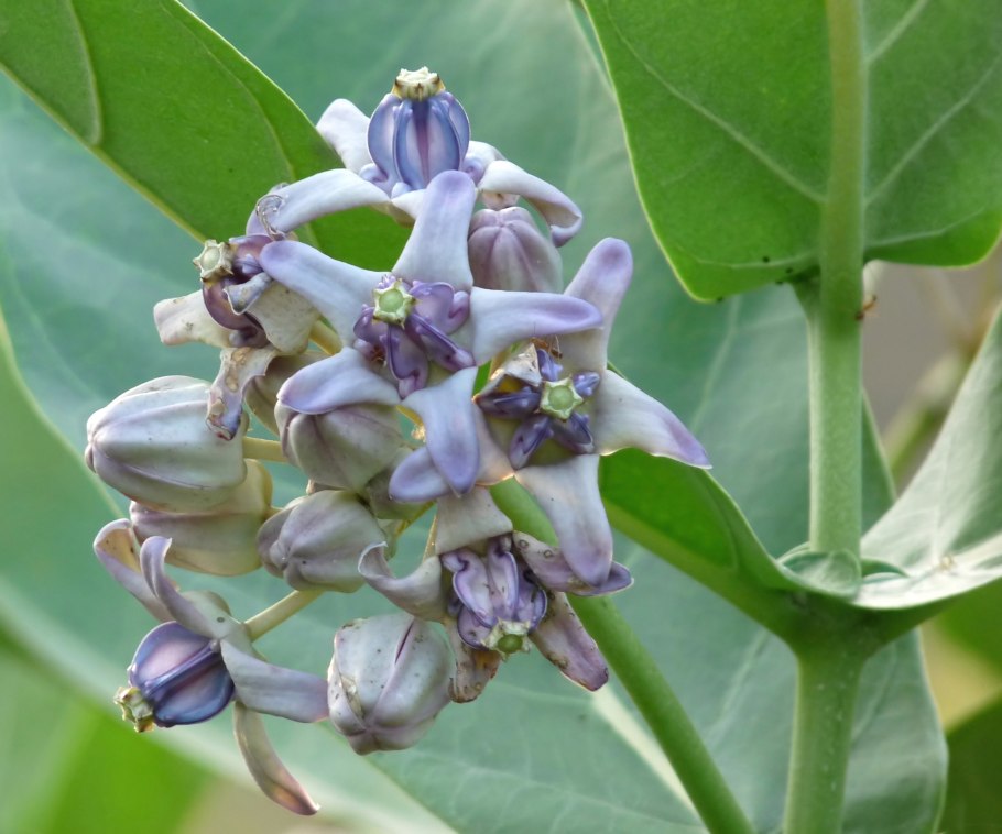 Calotropis gigantea (Калотропис)