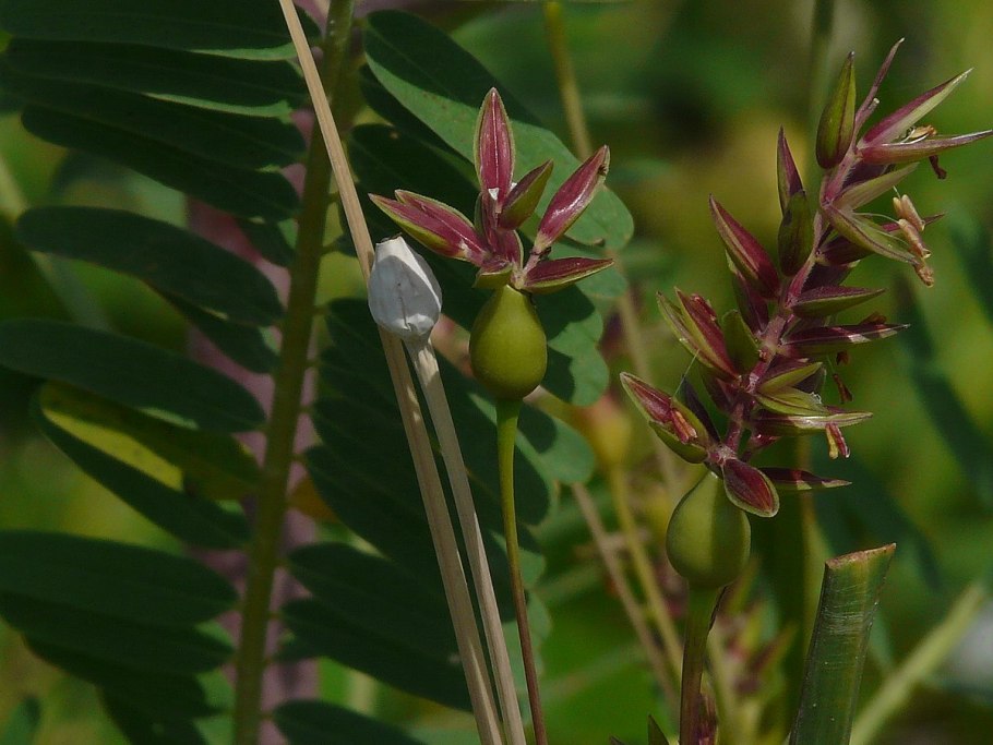 Blepharis gigantea