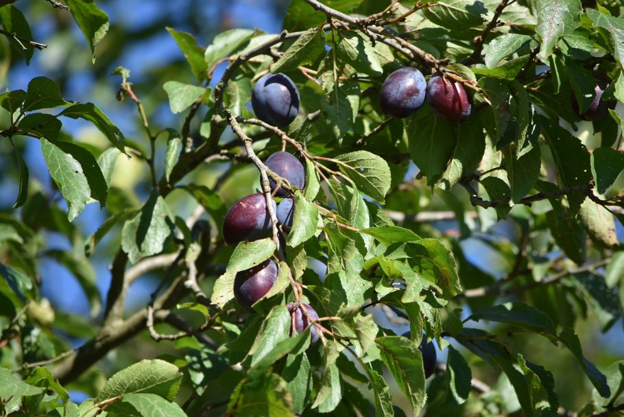 Слива канадская венгерка Уральская