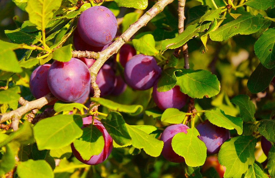 Корнеевская слива венгерка белорусская