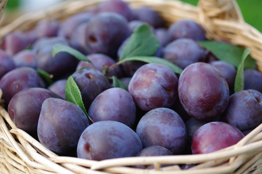 Слива в тарелке