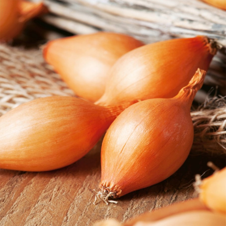 Лук-севок Стурон