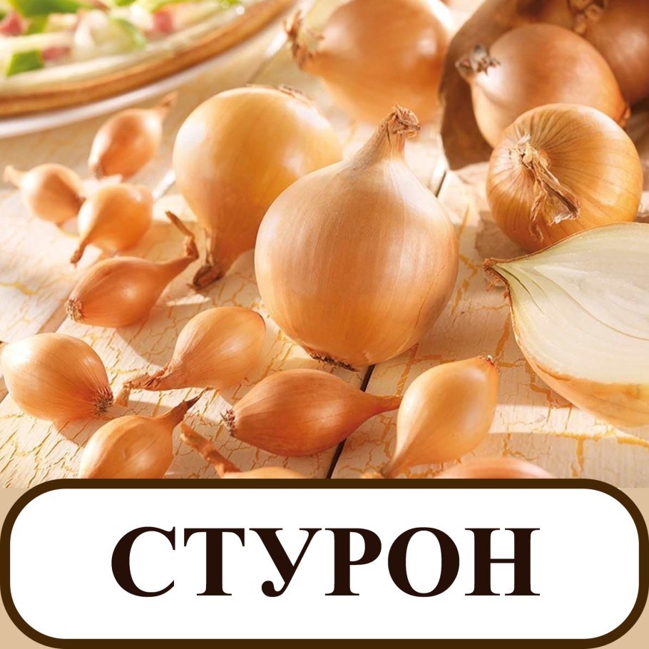 Аллиум Голиаф