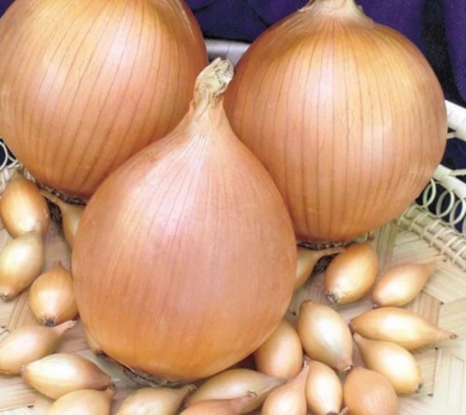 Лук севок шалот