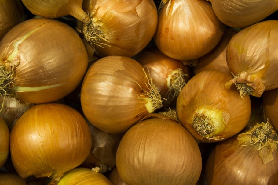 Голландский лук севок сорта