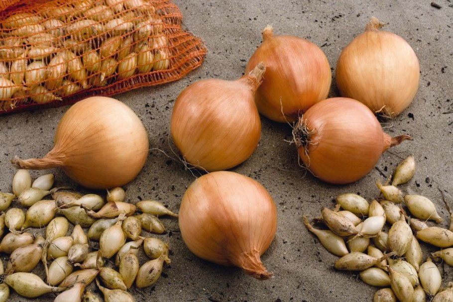 Лук-севок Сеттон