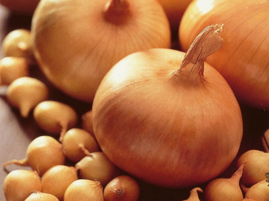 Золотистый Семко