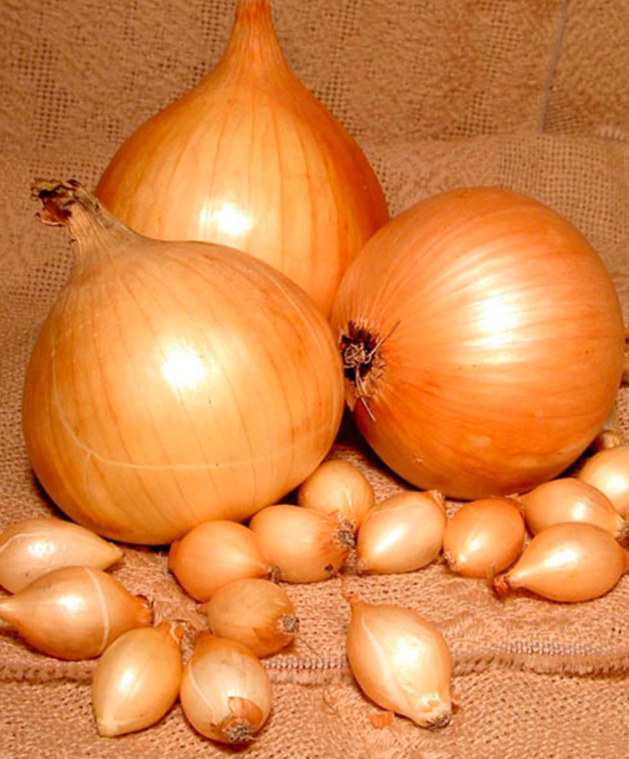 Лук севок Стурон Голландия