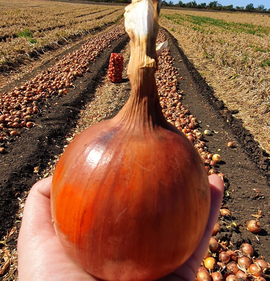 Лук репчатый Николаевский