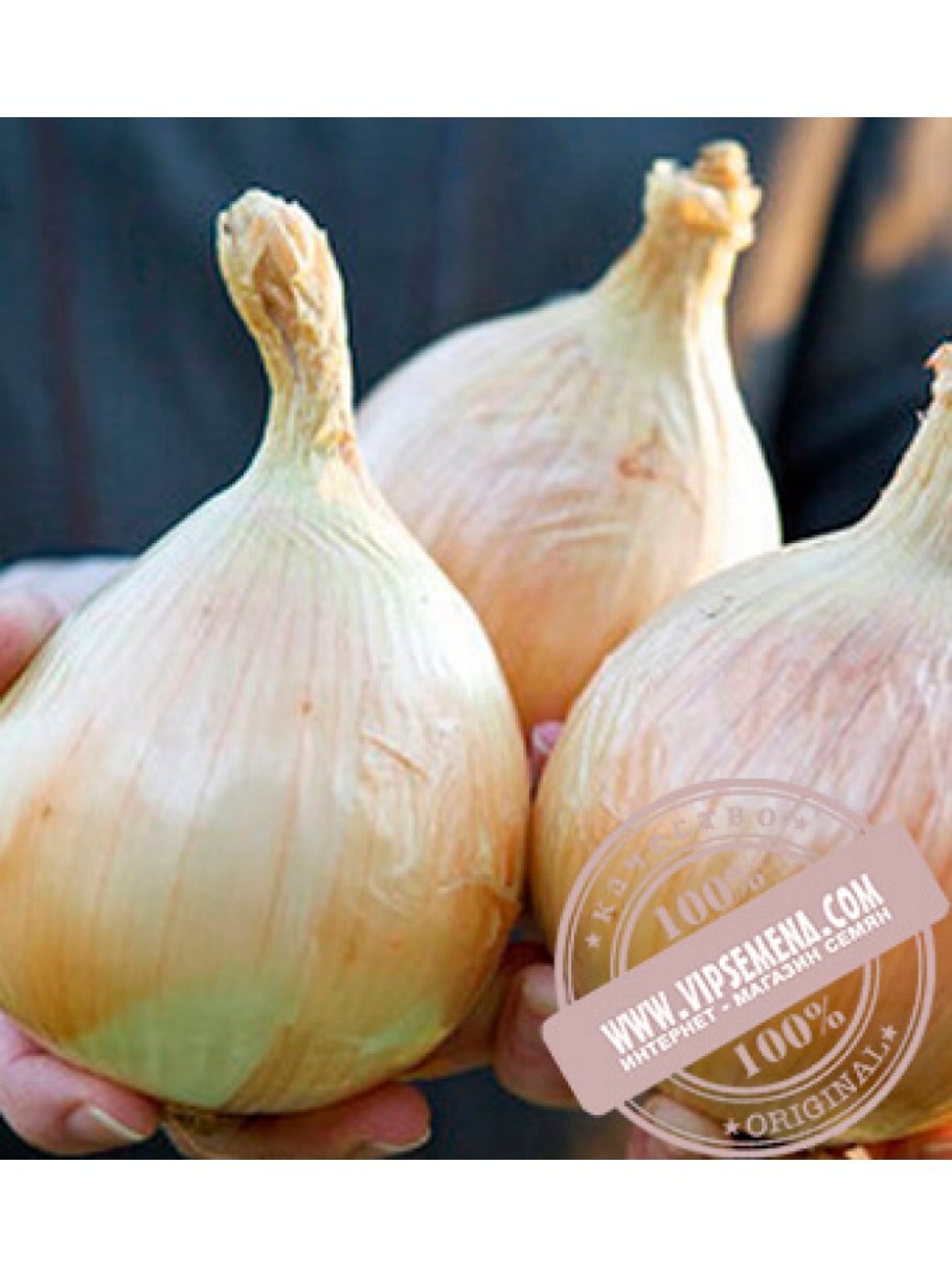 Лук севок Геркулес