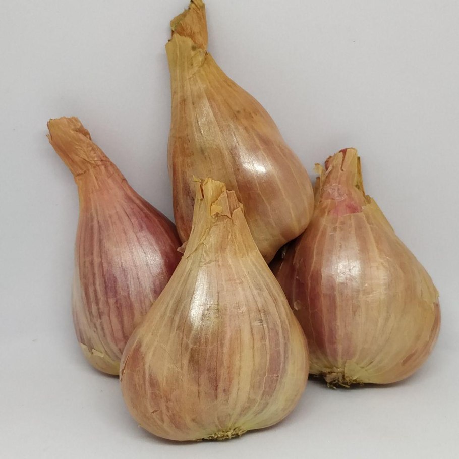 Лук севок город Павлово Нижегородской области