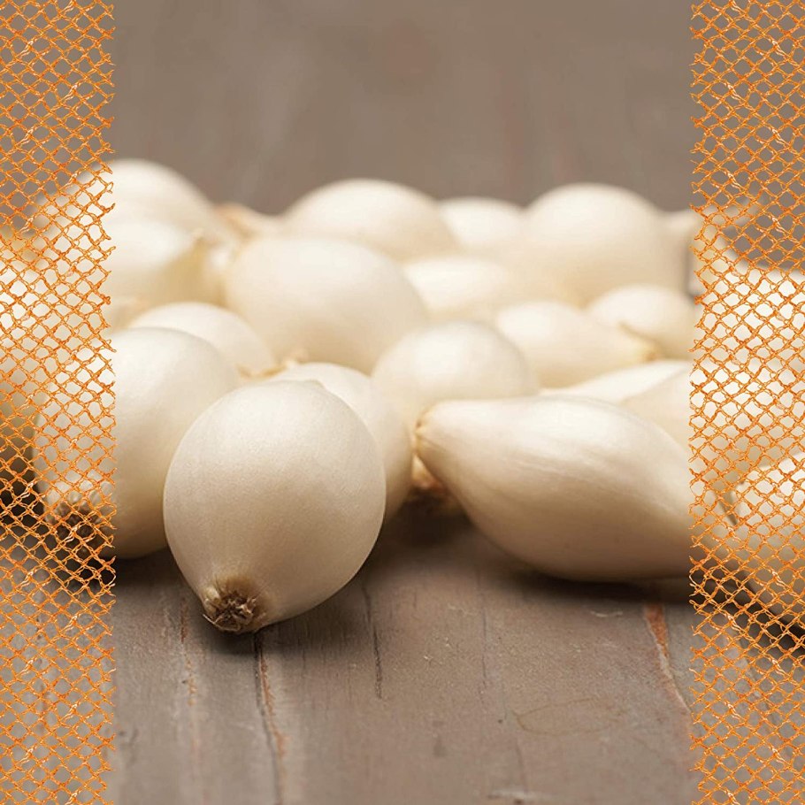 Лук-севок Трой f1