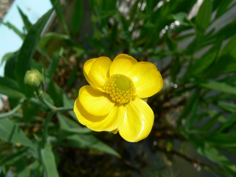 Лютик языколистный (Ranunculus lingua l.