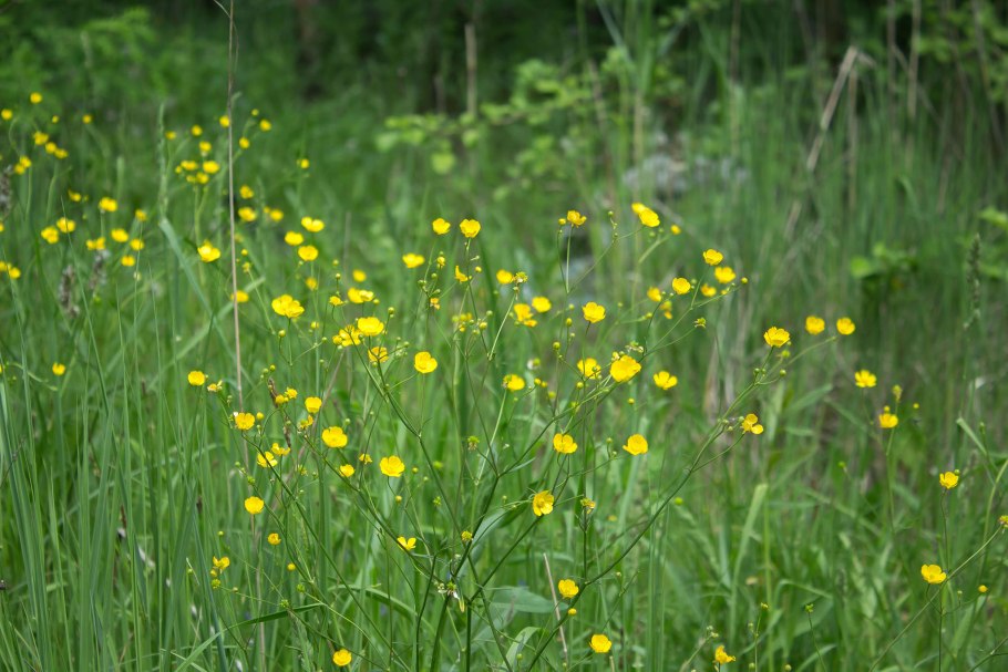 Лютик языколистный