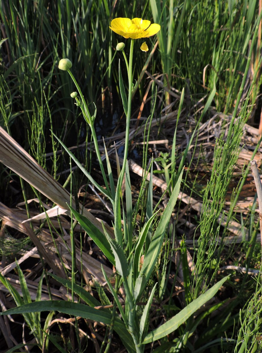 Лютик языколистный